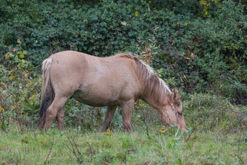 Wildpferde in der Geltinger Birk, Koniks