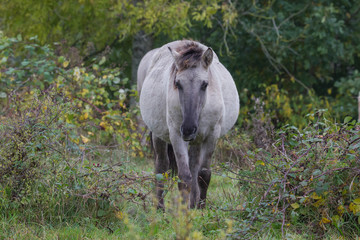 Wildpferde in der Geltinger Birk, Koniks © fotoman1962