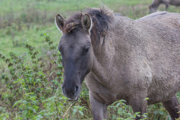 Wildpferde in der Geltinger Birk, Koniks