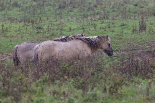 Wildpferde in der Geltinger Birk, Koniks