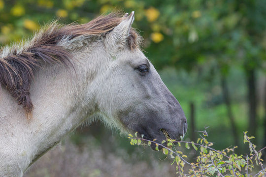 Wildpferde in der Geltinger Birk, Koniks