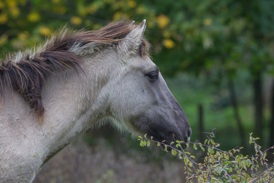 Wildpferde in der Geltinger Birk, Koniks