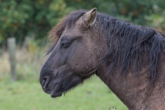 Wildpferde in der Geltinger Birk, Koniks