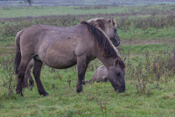 Fototapeta premium Wildpferde in der Geltinger Birk, Koniks
