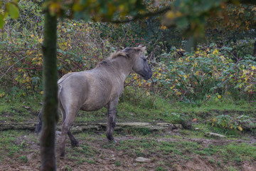 Wildpferde in der Geltinger Birk, Koniks