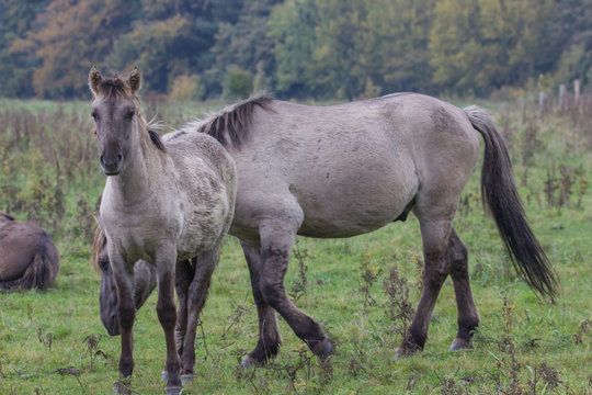 Wildpferde in der Geltinger Birk, Koniks