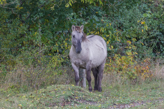 Wildpferde in der Geltinger Birk, Koniks