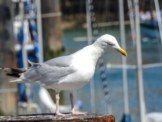 mouette