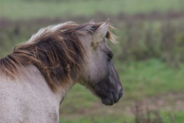 Wildpferde in der Geltinger Birk, Koniks © fotoman1962