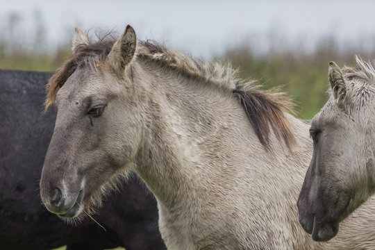Wildpferde in der Geltinger Birk, Koniks