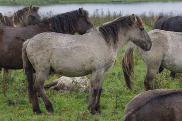 Wildpferde in der Geltinger Birk, Koniks