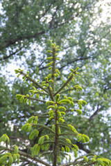 young branches of living trees. Selective focus