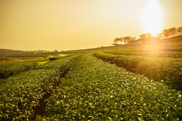 Tea plantation landscape at sunrise