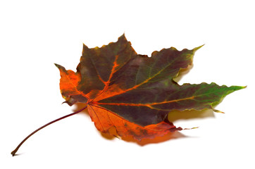 Multi colored autumnal maple-leaf