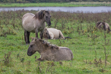 Koniks im Naturschutzgebiet Geltinger Birk, Wildpferde
