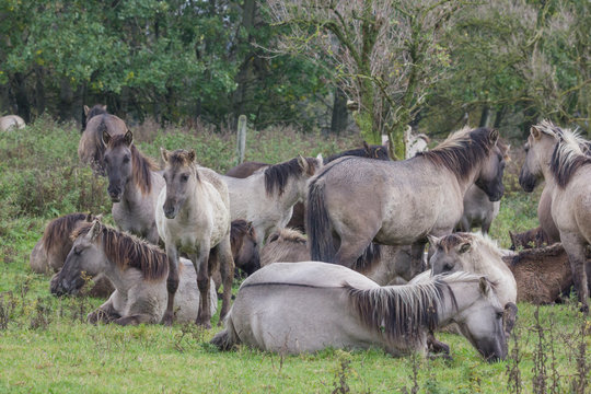 Koniks im Naturschutzgebiet Geltinger Birk, Wildpferde