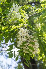 Flowers of a white acacia
