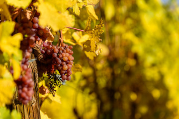 Wine grape - harvest season in the vineyard