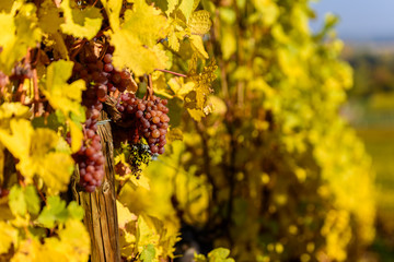 Wine grape - harvest season in the vineyard