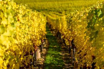 Fototapeta na wymiar Wine grape - harvest season in the vineyard