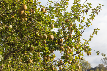 Apfelbaum im Herbst mit Äpfeln