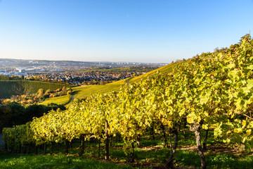 Fototapeta na wymiar Vineyards at Stuttgart - beautiful wine region in the south of Germany