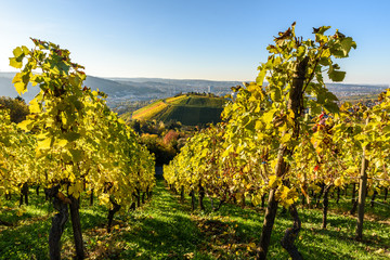 Fototapeta na wymiar Vineyards at Stuttgart - beautiful wine region in the south of Germany
