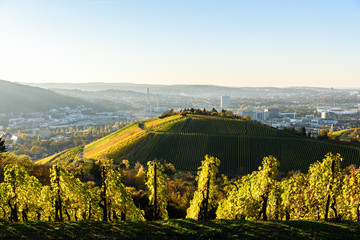 Fototapeta premium Vineyards at Stuttgart - beautiful wine region in the south of Germany