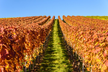 Vineyards - beautiful landscape of wine region