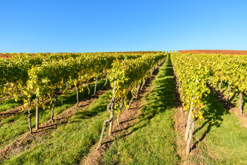 Fototapeta na wymiar Vineyards - beautiful landscape of wine region