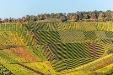 Fototapety  Winnice - piękny krajobraz regionu winiarskiego