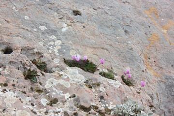 Alpenveilchen