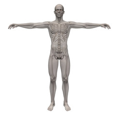 3d render of a human skeleton inside of transparent body envelope isolated on white background