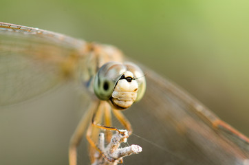 .Dragonfly wings spread perched on a branch mid-air and sunshine