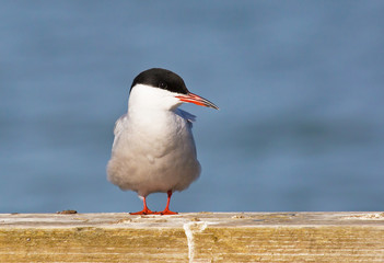 Common tern