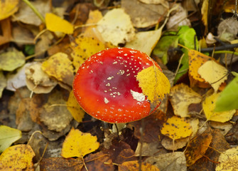 red amanita and golden leaves
