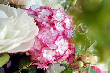 Ortensia - composizione