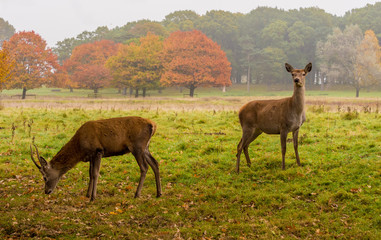 Naklejka na ściany i meble Young red deer stags during the rutting season at Tatton Park, Knutsford, Cheshire, UK