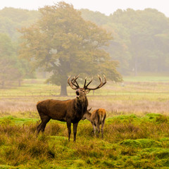 Red deer stag withg large antlers during the rutting season at Tatton Park, Knutsford, Cheshire, UK
