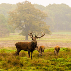 Red deer stag withg large antlers during the rutting season at Tatton Park, Knutsford, Cheshire, UK
