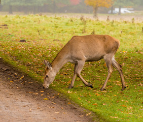 Red deer in woodland during the rutting season at Tatton Park, Knutsford, Cheshire, UK