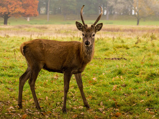 Naklejka na ściany i meble Young red deer stags during the rutting season at Tatton Park, Knutsford, Cheshire, UK