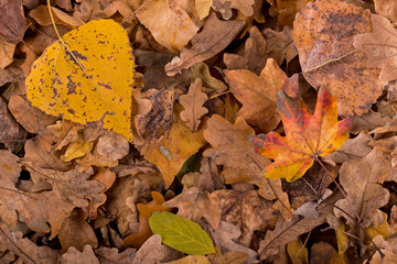 Yellow autumn leaves