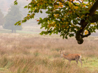 Red deer in woodland during the rutting season at Tatton Park, Knutsford, Cheshire, UK