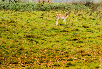 Fallow deer in woodland during the rutting season at Tatton Park, Knutsford, Cheshire, UK