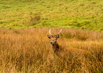 Young red deer stags during the rutting season at Tatton Park, Knutsford, Cheshire, UK