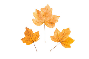 Isolated yellow autumn leaves on white background