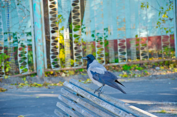 Crow on a bench in a city park