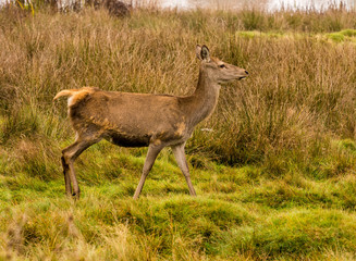 Red deer does during the rutting season at Tatton Park, Knutsford, Cheshire, UK