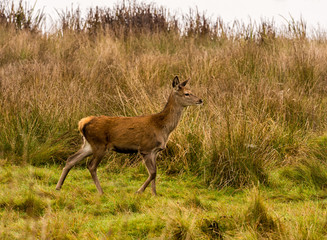 Red deer does during the rutting season at Tatton Park, Knutsford, Cheshire, UK